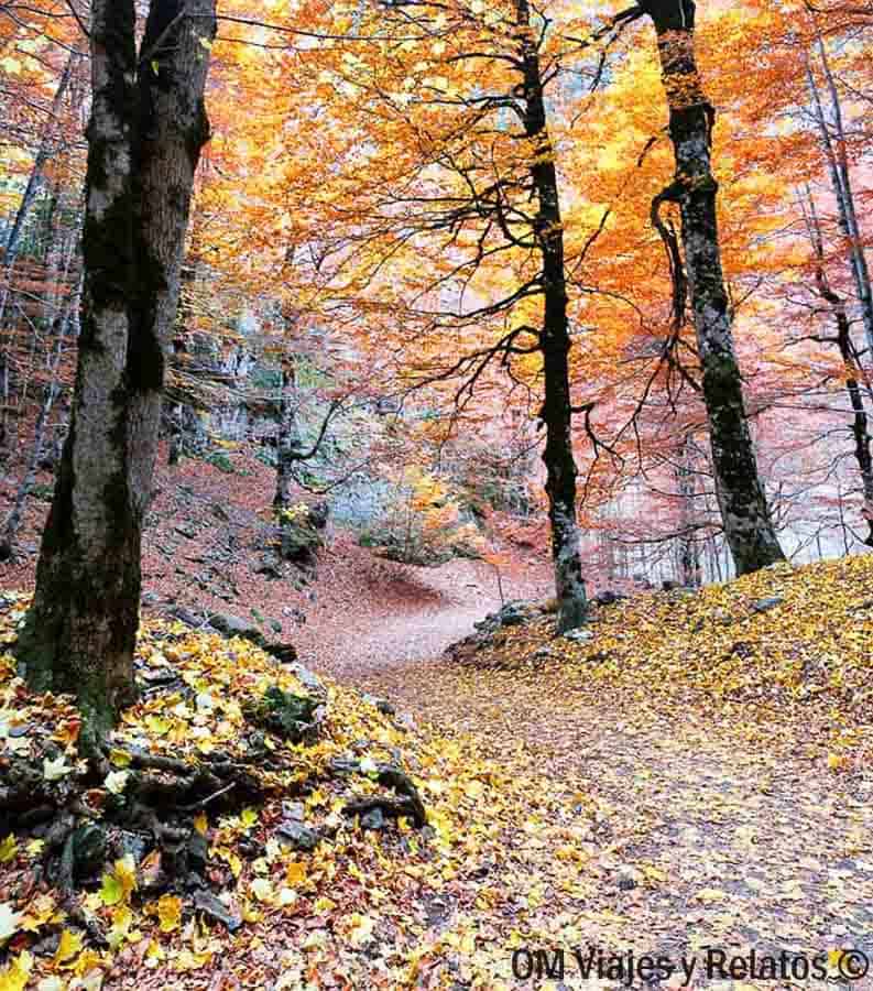 Sendero entre hayas en otoño, una escena típica de que ver en Ordesa y Monte Perdido.