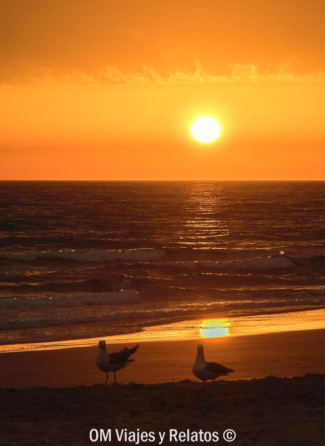 Atardecer en una de las playas mas bonitas de Cadiz con gaviotas junto al mar y reflejos dorados