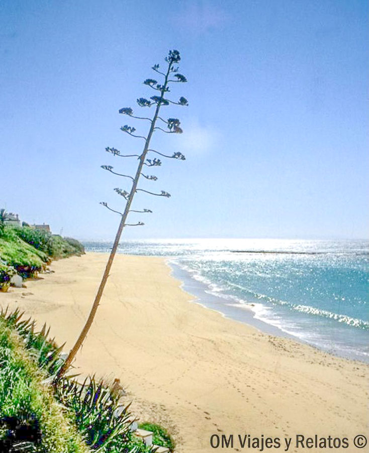 Playa de Caños de Meca, una de las playas mas bonitas de Cadiz, con arena dorada y mar brillante.