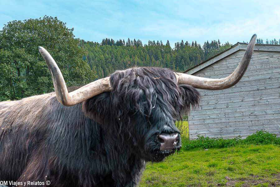 Vaca Highland en las Highlands de Escocia, uno de los animales más icónicos que ver en Escocia en 7 dias.