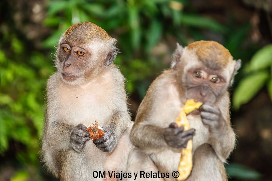 Monos en las Batu Caves de Kuala Lumpur rodeados de naturaleza, una experiencia curiosa que ver en Kuala Lumpur en 2 días.