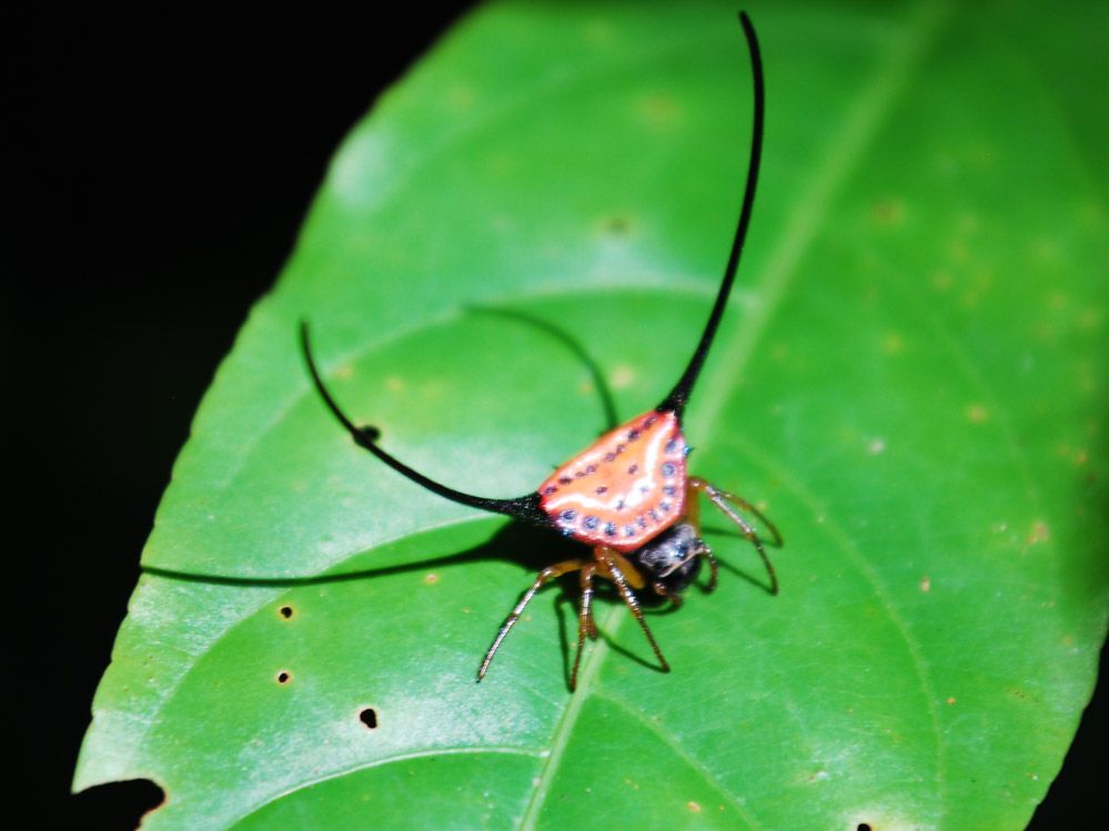Araña espinosa sobre una hoja en el Parque Nacional de Khao Yai.