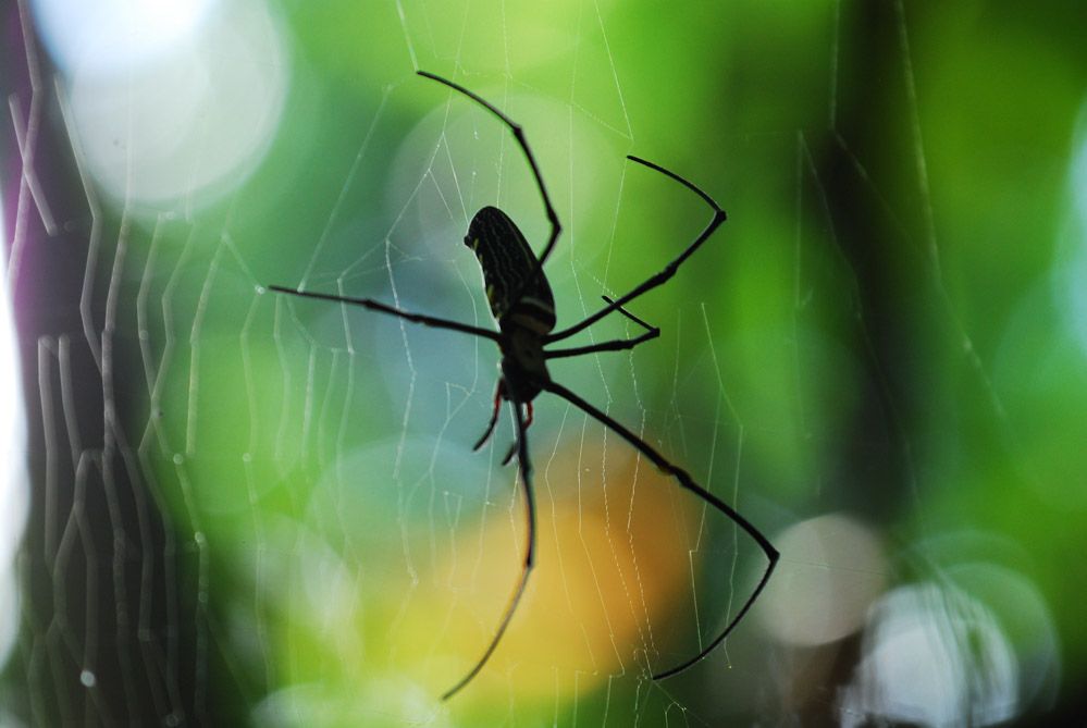Araña silueteada sobre su telaraña entre la vegetación verde del Parque Nacional de Khao Yai, un detalle fascinante de la biodiversidad de la selva tailandesa.