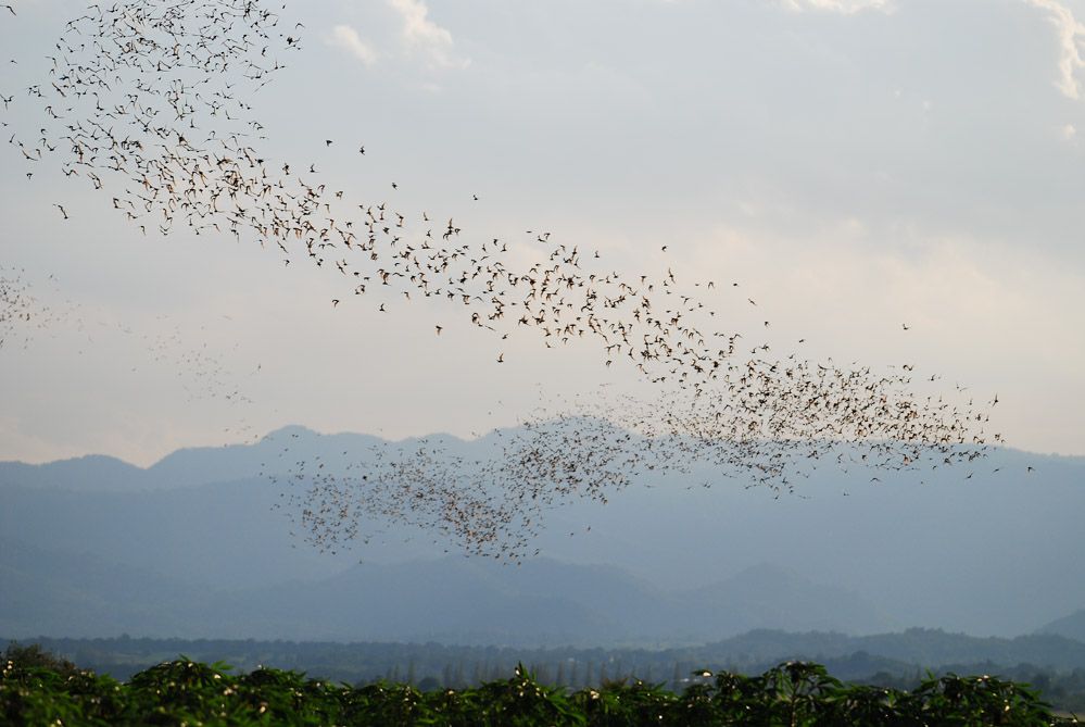 Bandada de murciélagos sobre las montañas del Parque Nacional de Khao Yai.