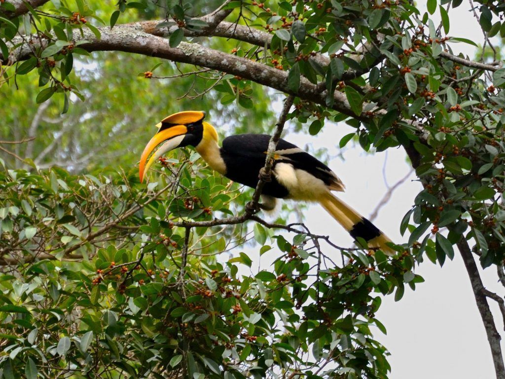 Cálao de colores posado entre las ramas de un árbol en el Parque Nacional de Khao Yai, una de las aves más espectaculares de la selva tailandesa.