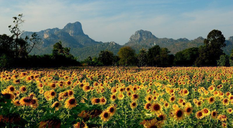 Campo de girasoles con montañas al fondo cerca del Parque Nacional de Khao Yai, una excursión colorida para completar una ruta por la naturaleza de Tailandia.