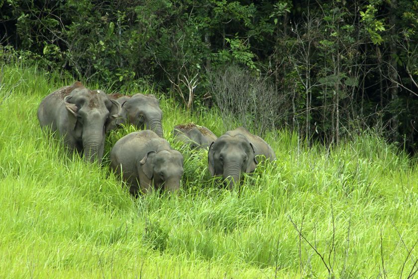 Manada de elefantes asiáticos caminando entre la hierba alta y la selva del Parque Nacional de Khao Yai, una experiencia imprescindible de fauna salvaje en Tailandia.