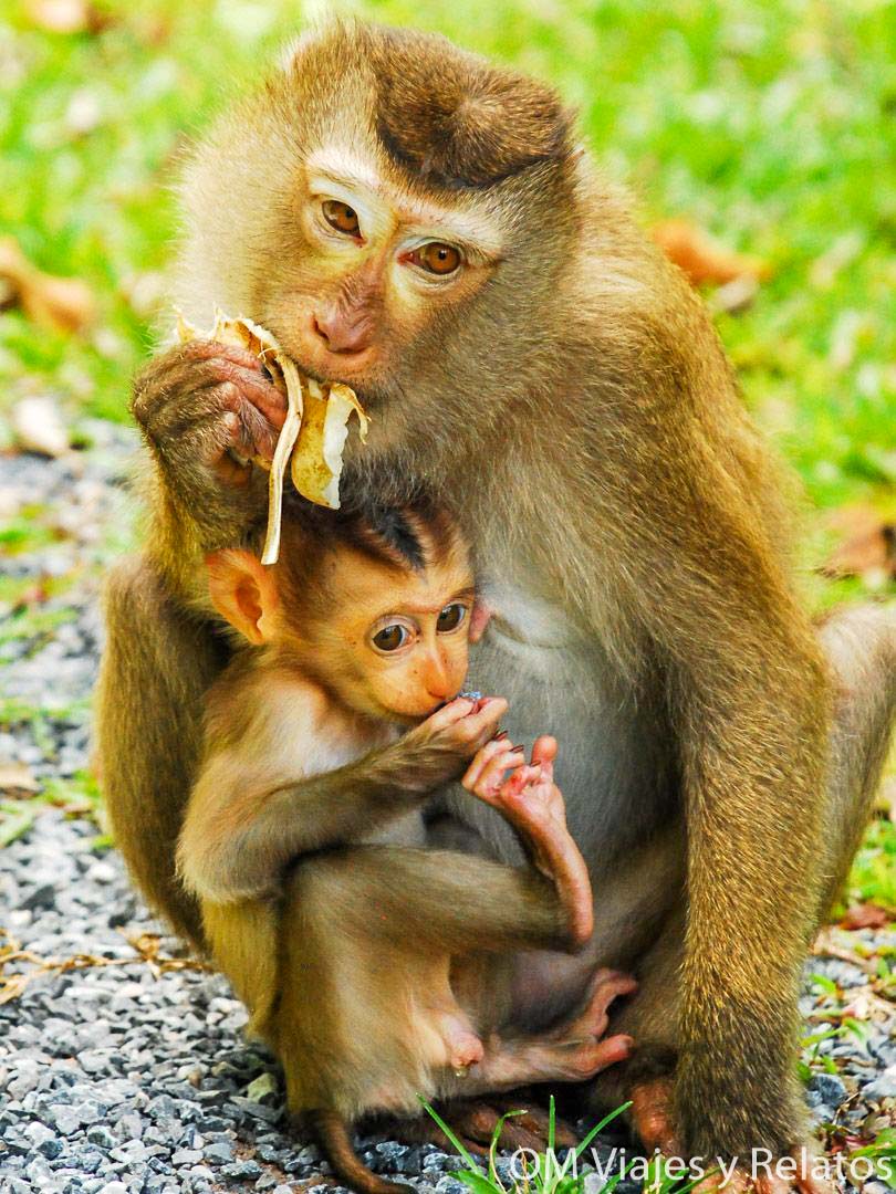 Macaco adulto comiendo mientras protege a su cría en el Parque Nacional de Khao Yai, una escena tierna de fauna salvaje en la selva tailandesa.