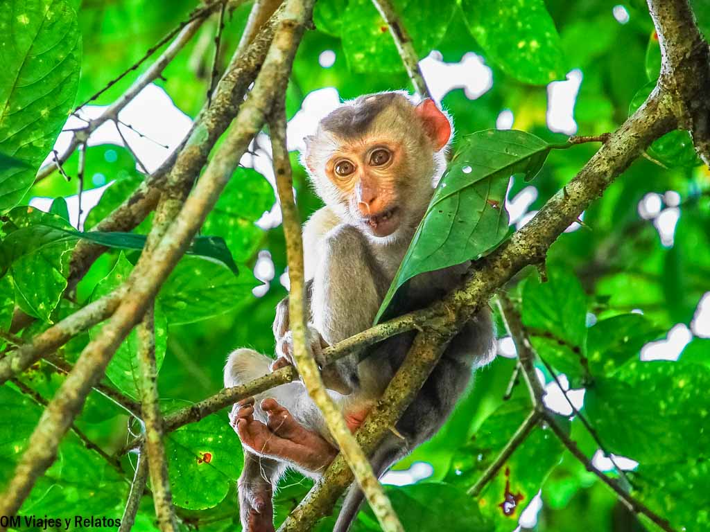Macaco joven observando desde las ramas entre hojas verdes en la selva del Parque Nacional de Khao Yai, una escena de fauna salvaje típica de Tailandia.