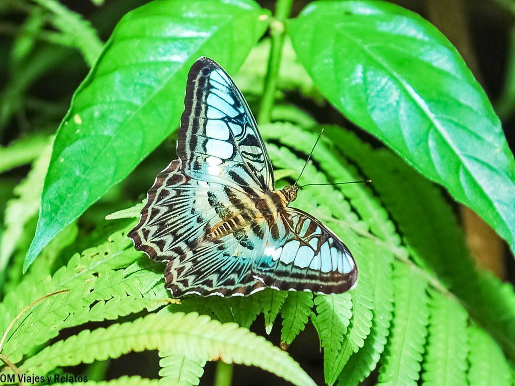 Mariposa tropical en el Parque Nacional de Khao Yai.