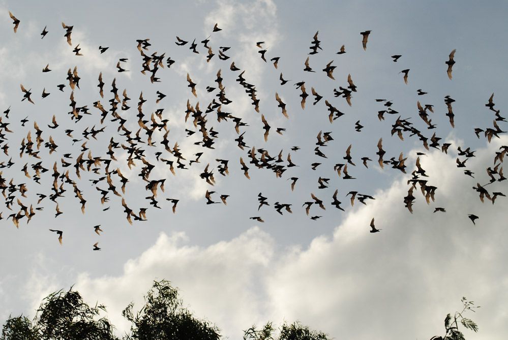 Gran bandada de murciélagos volando entre nubes al atardecer cerca del Parque Nacional de Khao Yai, uno de los espectáculos naturales más impresionantes de Tailandia.