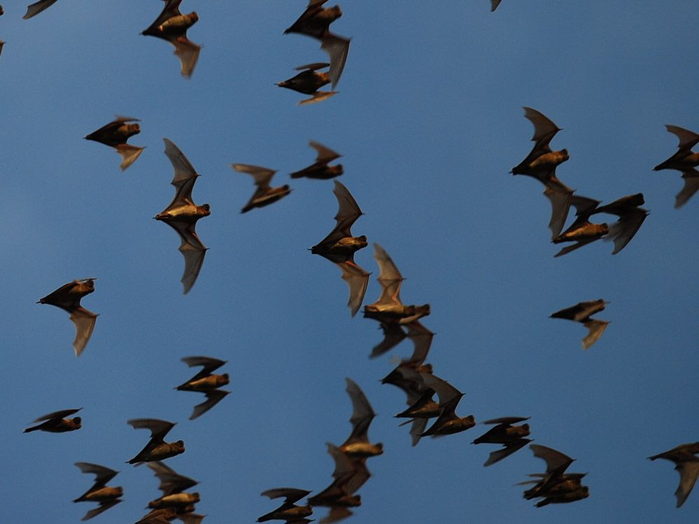 Bandada de murciélagos sobrevolando el cielo al atardecer cerca del Parque Nacional de Khao Yai, un espectáculo natural inolvidable en Tailandia.