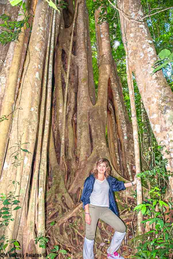 Una servidora posando junto a las enormes raíces de un árbol tropical en la selva del Parque Nacional de Khao Yai, una imagen perfecta para mostrar la naturaleza salvaje de Tailandia.