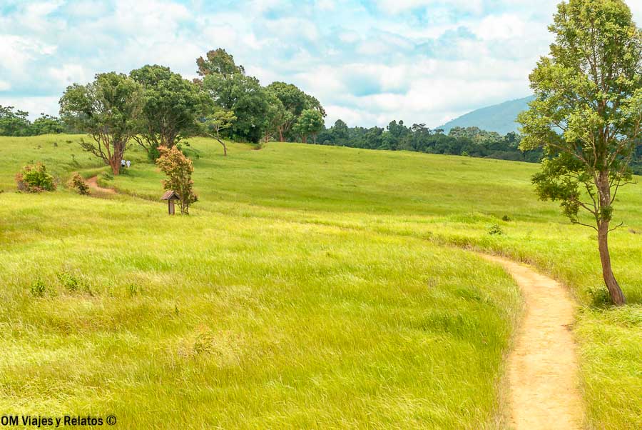 Camino de tierra atravesando praderas verdes y árboles dispersos en el Parque Nacional de Khao Yai, un paisaje tranquilo para disfrutar de la naturaleza tailandesa.