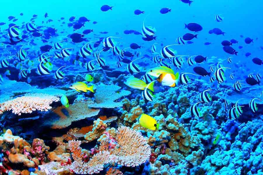 Arrecife de coral con peces tropicales en aguas cristalinas, una imagen ideal para decidir que hotel elegir en maldivas si quieres hacer snorkel.