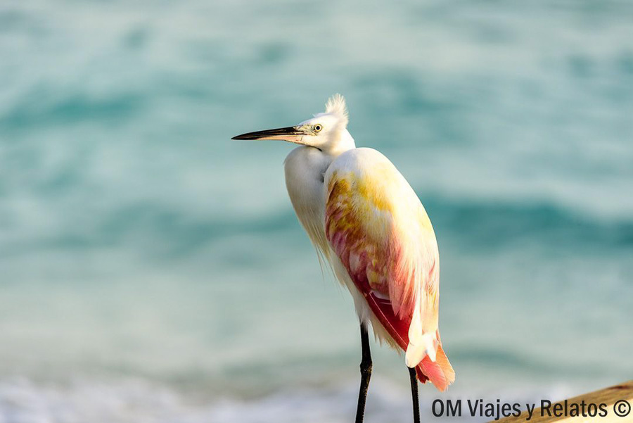 Garza sobre la orilla del mar en Maldivas, una escena de naturaleza que ayuda a decidir que hotel elegir en maldivas.
