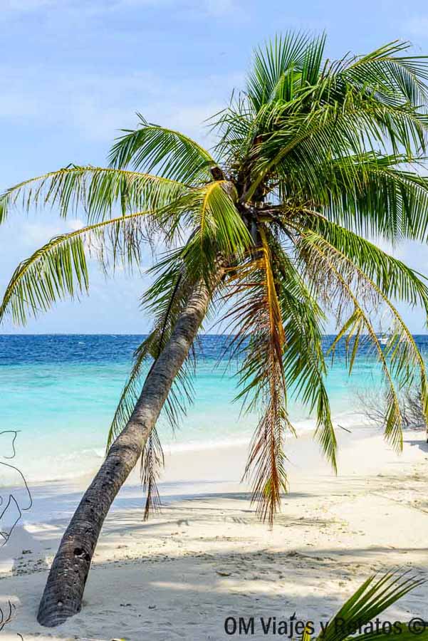 Palmera inclinada sobre una playa de arena blanca y aguas turquesas en Maldivas, una imagen ideal para decidir que hotel elegir en maldivas.