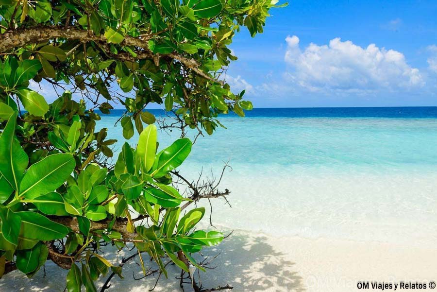 Playa paradisíaca de Maldivas con vegetación tropical y aguas cristalinas, una imagen ideal para decidir que hotel elegir en maldivas.