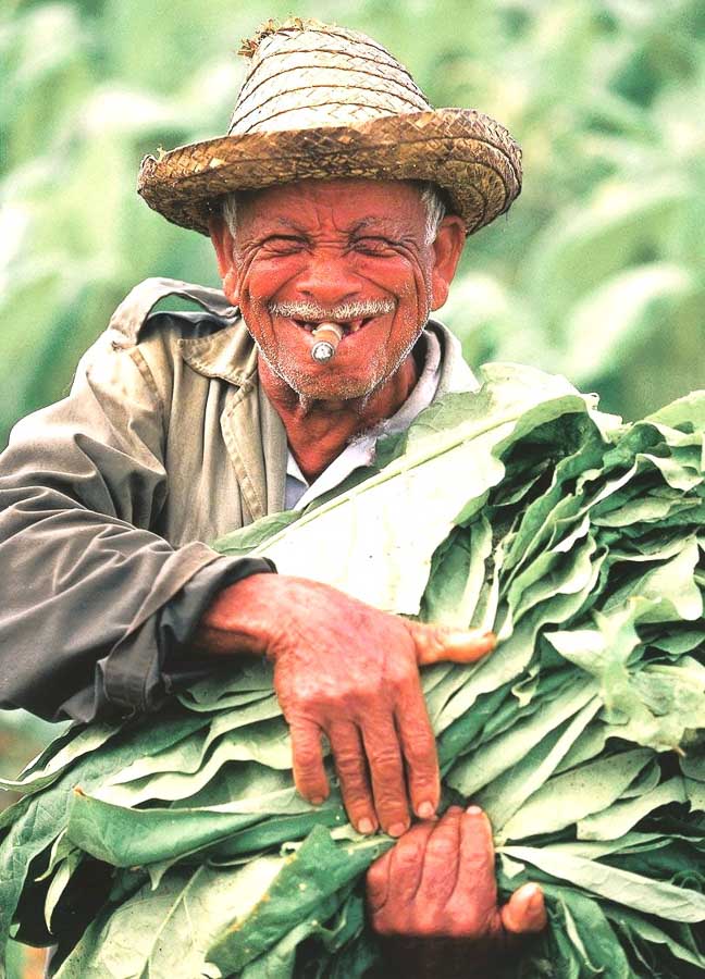 Campesino de Viñales con hojas de tabaco en una guía sobre que ver cerca de la Habana excursiones.