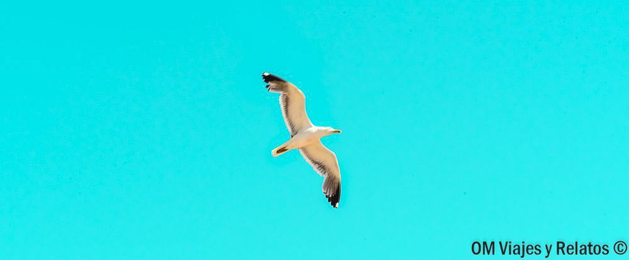 Gaviota sobrevolando la costa gaditana, una imagen característica del ambiente marítimo que descubrir al recorrer Cádiz en un día.