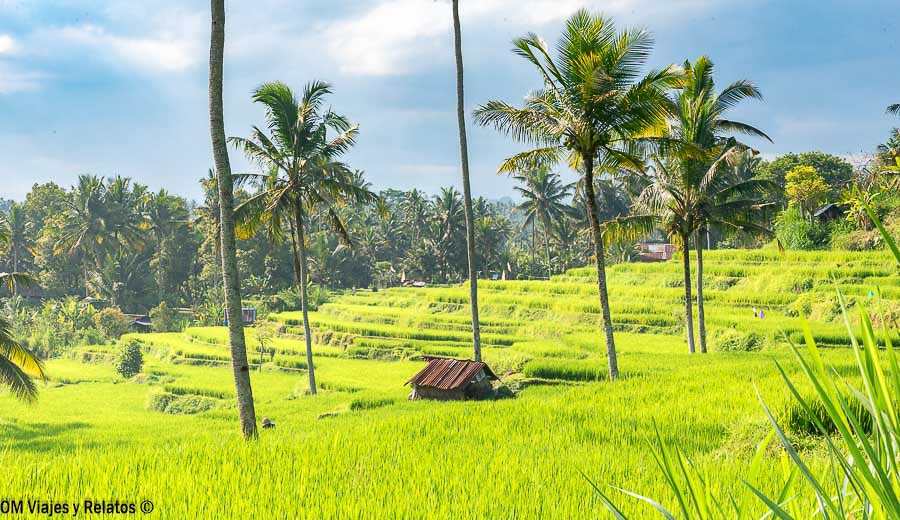 Arrozales verdes entre palmeras durante nuestra ruta por Bali en 10 días