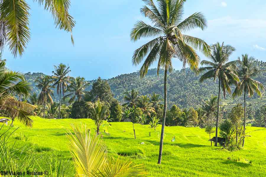 Arrozales verdes rodeados de palmeras y colinas en el interior de Bali