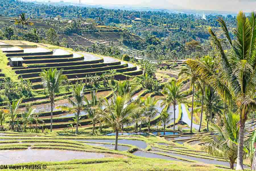 Arrozales en terrazas rodeados de palmeras durante nuestra ruta por Bali en 10 días
