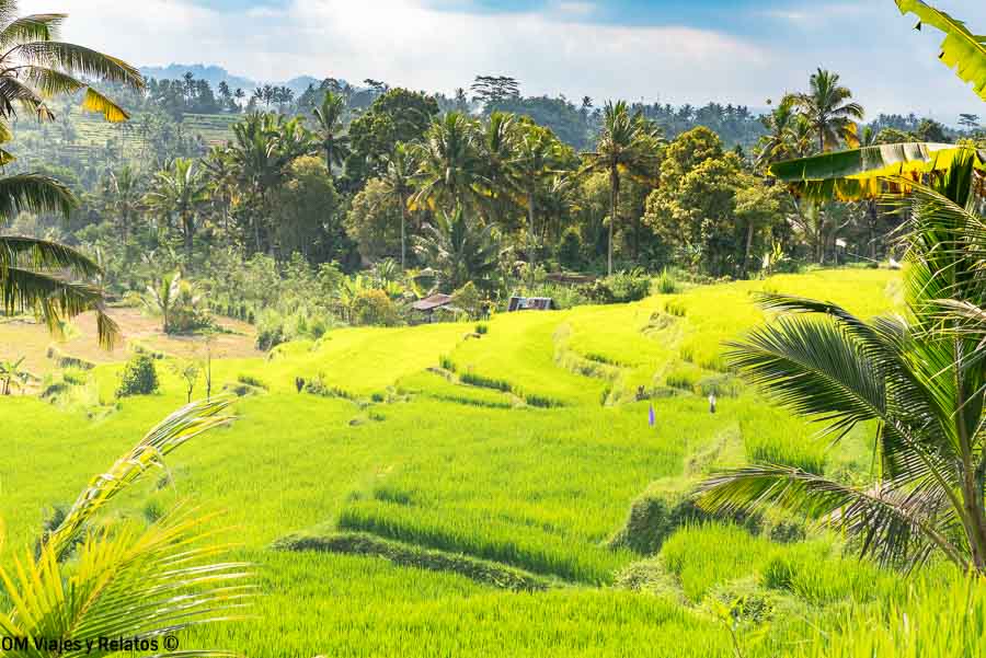 Arrozales verdes rodeados de palmeras durante nuestra ruta por Bali
