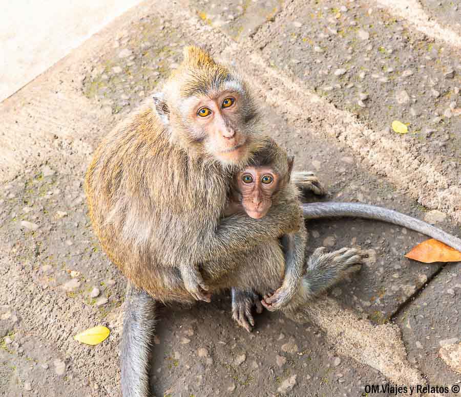 Macaco con su cría en el Bosque de los Monos de Ubud, Bali