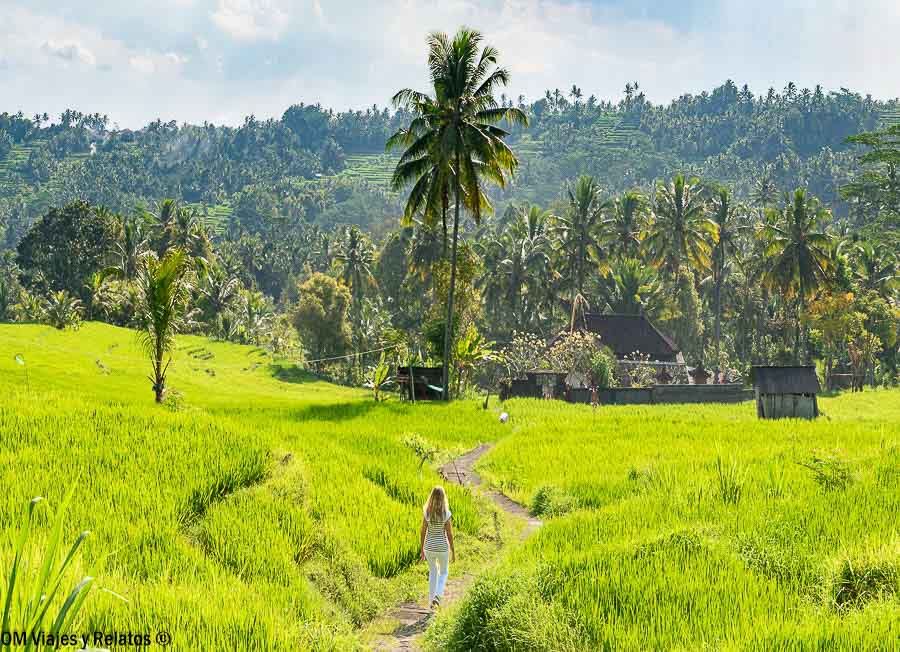 Foto mía caminando entre arrozales y palmeras durante nuestra ruta por Bali