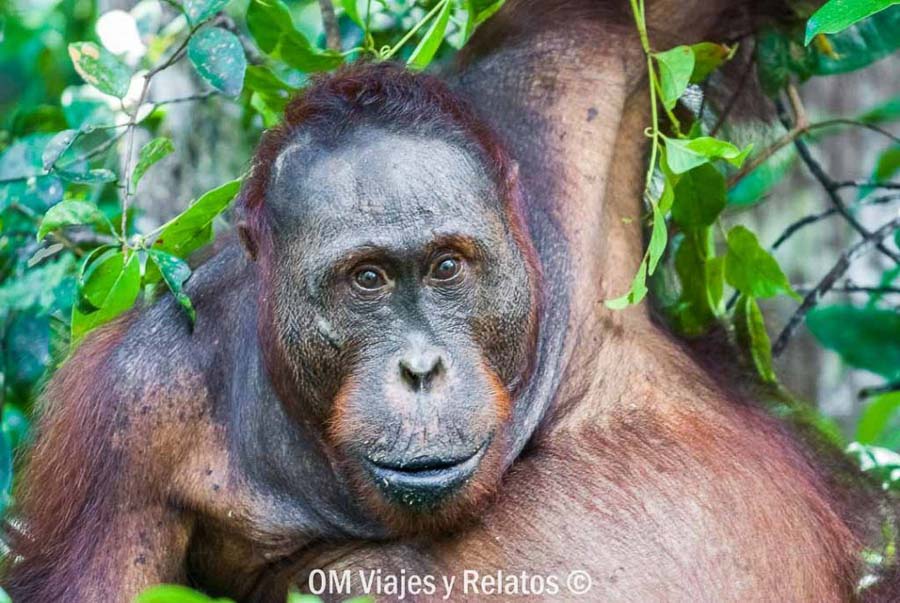 Orangután adulto entre la vegetación de Borneo durante nuestro viaje por Indonesia en 15 días por libre.