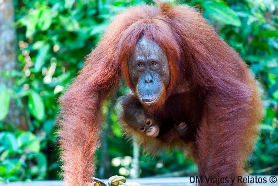 Orangután con su cría en la selva de Borneo durante nuestro viaje por Indonesia en 15 días.