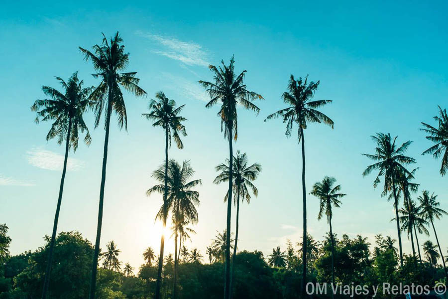 Palmeras al atardecer durante nuestro viaje por Java