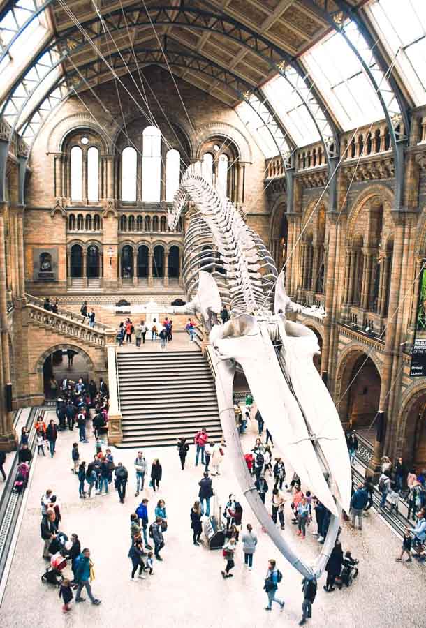 Esqueleto de ballena azul en el Hintze Hall del Museo de Historia Natural de Londres
