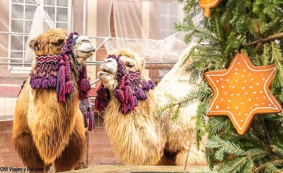 Dromedarios junto a un árbol con adornos navideños en Alsacia