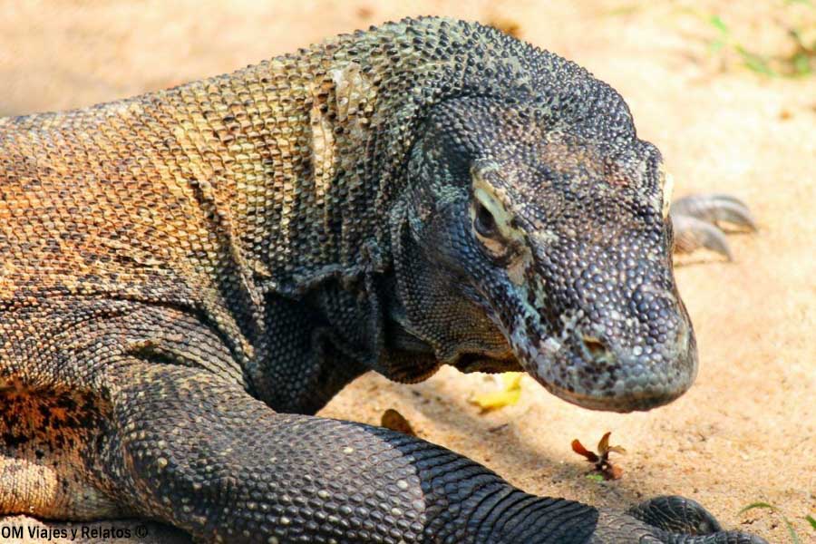Dragón de Komodo en primer plano, uno de los animales más emblemáticos de las islas de Indonesia