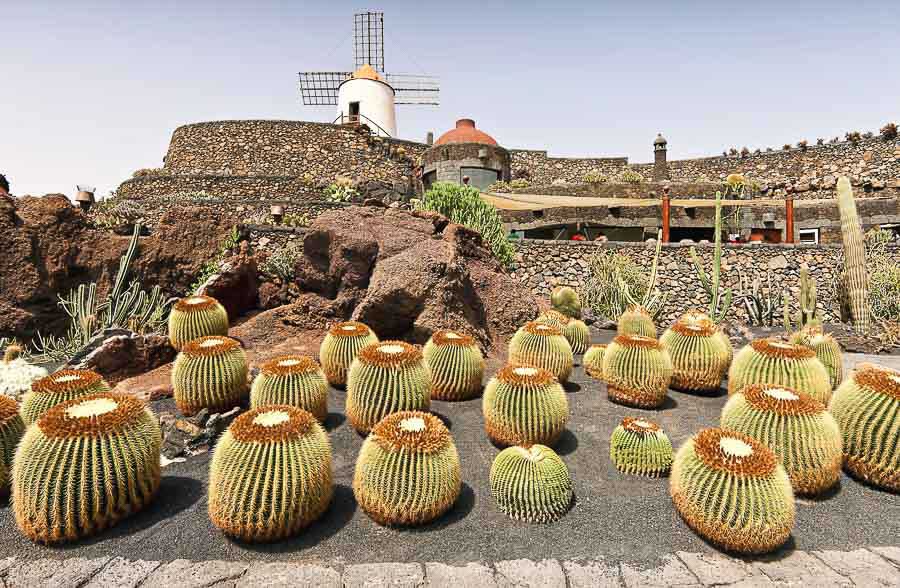 Jardín de Cactus de Lanzarote con cactus barril y antiguo molino al fondo