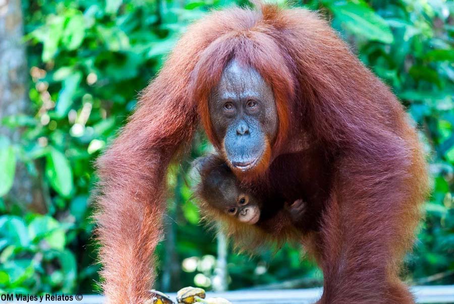 Orangután con su cría en la selva de Borneo, una de las experiencias de fauna más especiales de Indonesia