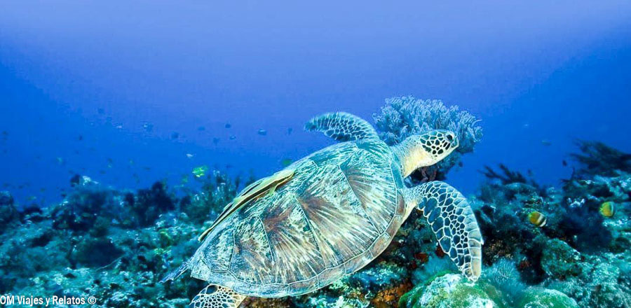 Tortuga marina nadando sobre un arrecife de coral en Indonesia, una de las experiencias submarinas más especiales de sus islas