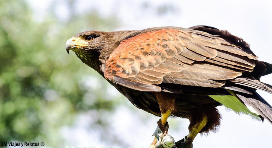 Águila posada durante una exhibición de aves rapaces en el Monasterio de Piedra, Zaragoza