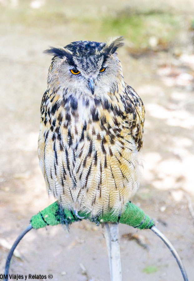 Búho real de ojos anaranjados y plumaje moteado durante una exhibición de aves rapaces en el Monasterio de Piedra