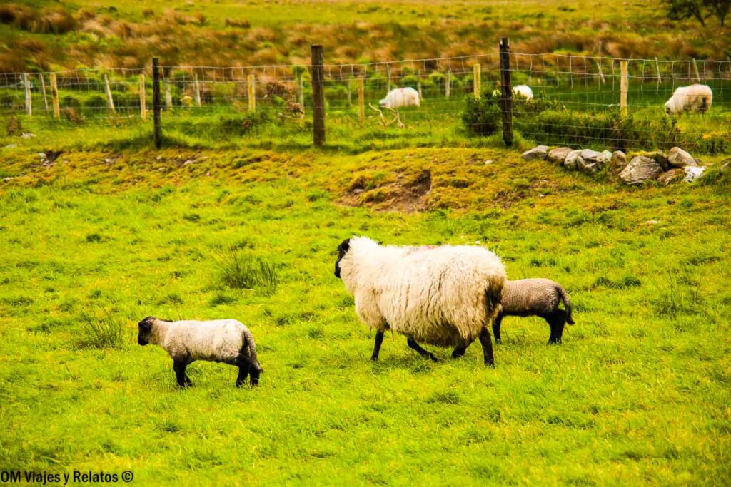 Oveja con dos corderos pastando en una pradera verde de Irlanda, con otras ovejas al fondo